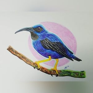 Purple Honeycreeper Bird | Original Crayon Illustration